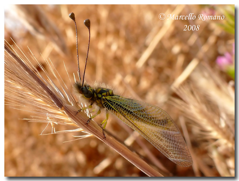 Libelloides siculus fra le salicornie